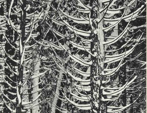 Ansel Adams: Winter-Forest Detail
